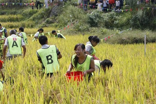 腾冲首届稻花鱼节暨玛御谷温泉小镇2017中秋游园完美落幕-云南经济网